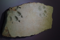 Tile fragment with animal prints. In the Musée Romain.