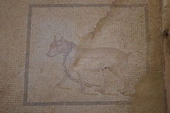 Guard dog mosaic from the entrance to the bathing complex of the domus.