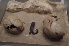 Skulls with metal attachments for mounting to Gallic trophy blocks. Dated to the 1st century BCE. Displayed in the Musee d'Histoire de Marseille.