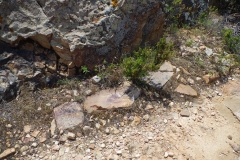 Paving stones possibly associated with the Nora-Bithia Roman road near Pinus Vilalge.