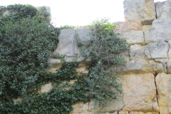 Partial relief of Minerva in the Tower of Minerva of the city walls.