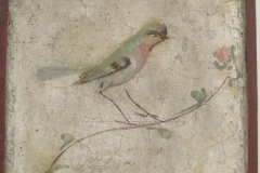 Wall painting depicting a bird. From the 1st century CE. Museo d’Antichità.