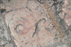 Detail of fossil in amphitheater construction.