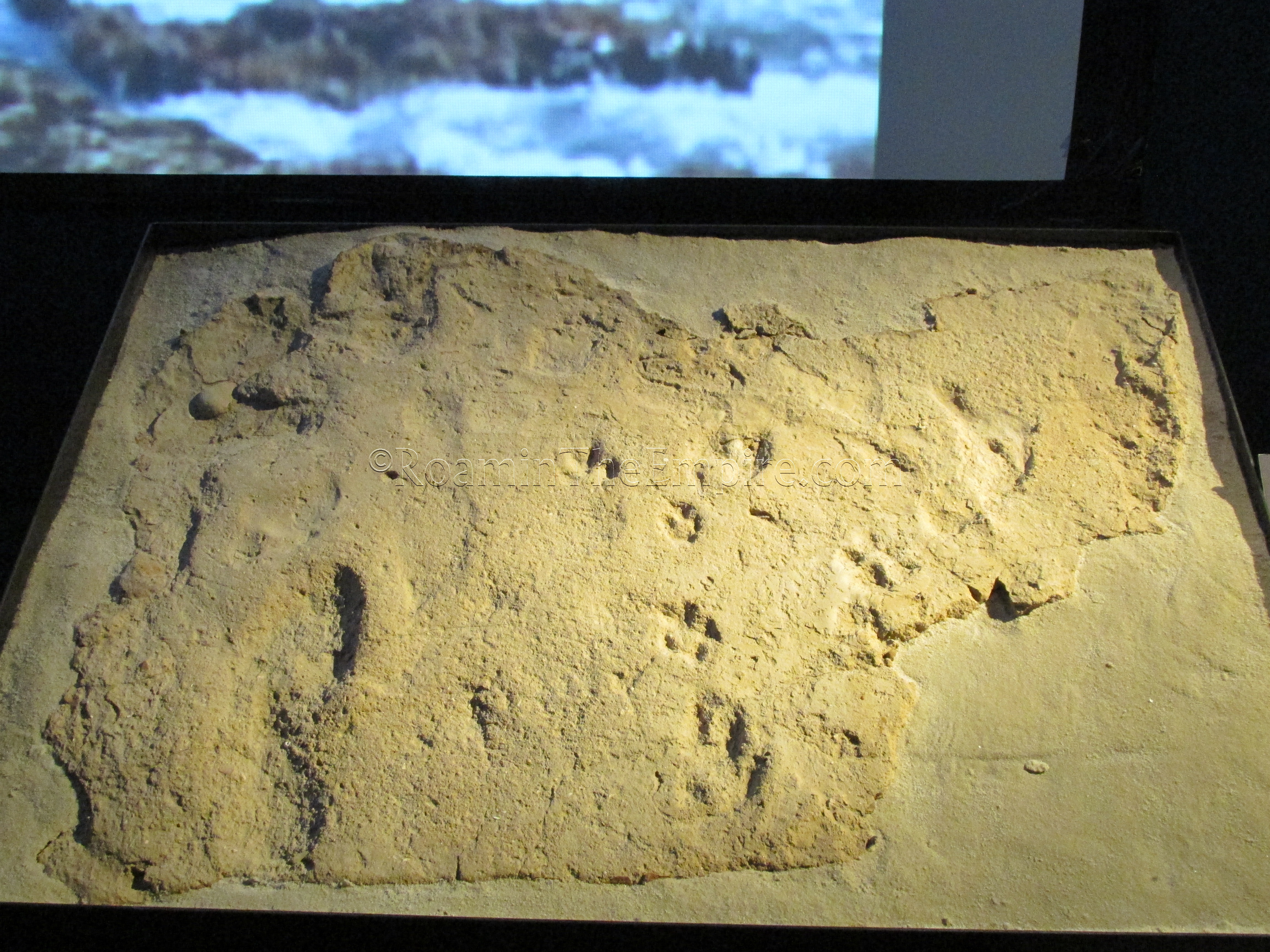 Human, goat, and dog footprints from the forum of Lucentum.