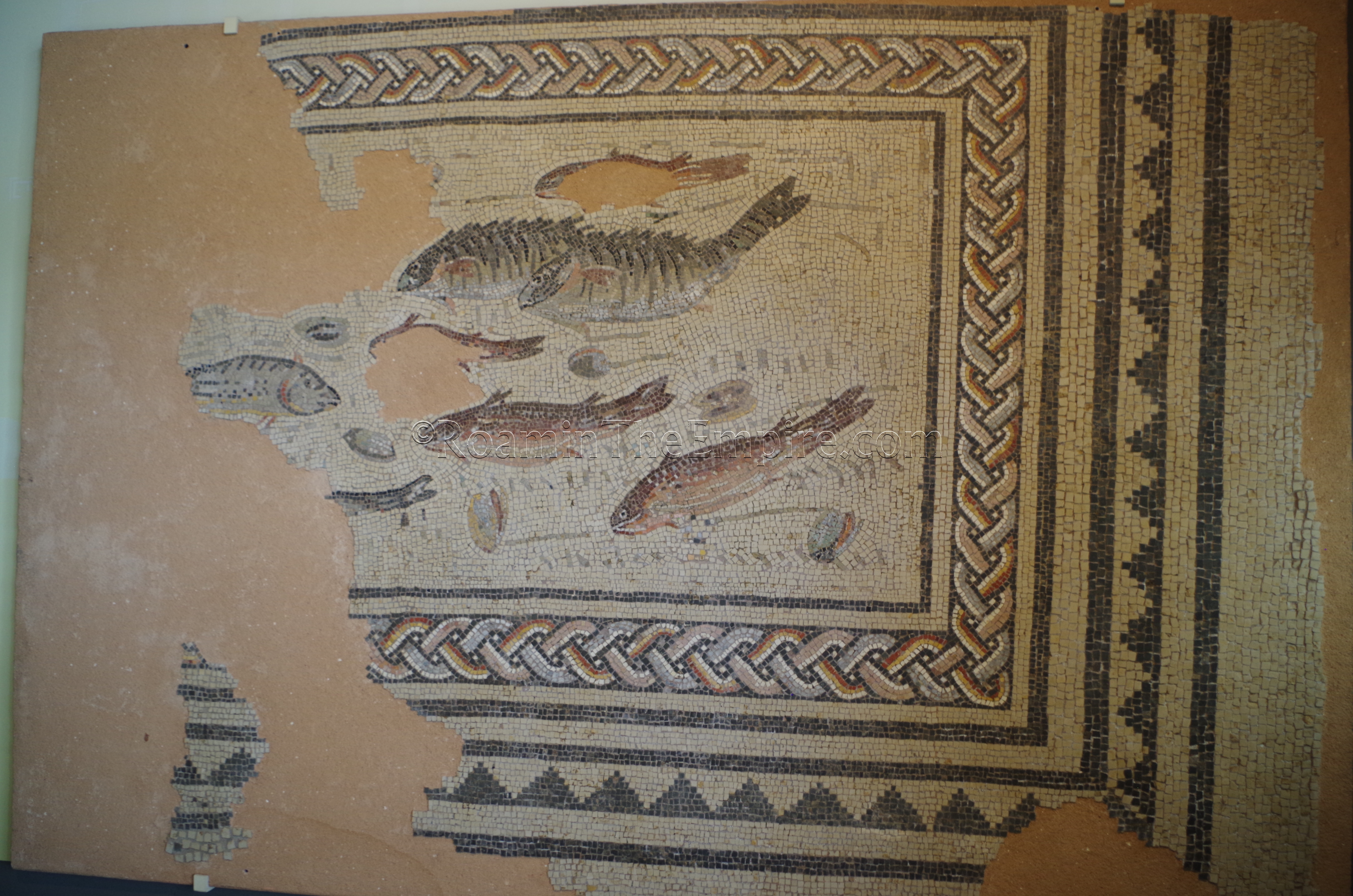 Fish mosaic from the domus nord du Pinard. Displayed in the MuséAl. Alba Augusta Helviorum. Alba-la-Romaine.