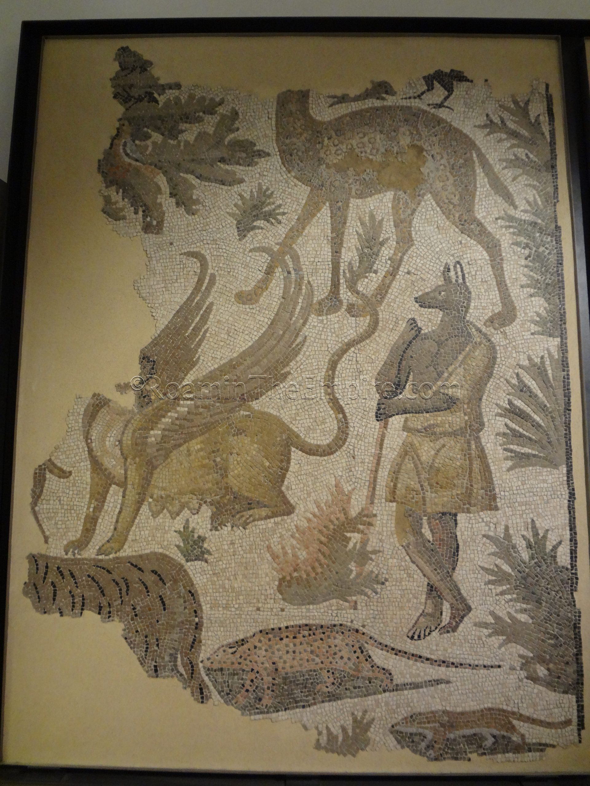 Anubis mosaic in the Museo della Città. Found locally at Via Fratelli Bandiera and dated to the late 2nd or early 3rd century CE.