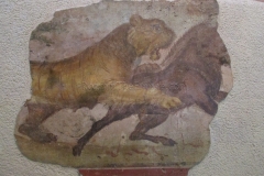 Painting depicting a lion hunting from the balustrade of the podium of the amphitheater. From the 1st century CE.