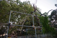 Plane Tree of Hippocrates.