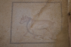 Guard dog mosaic from the entrance to the bathing complex of the domus.