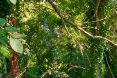 The Ponte Ettori, barely visible through the thick growth along the Temo.