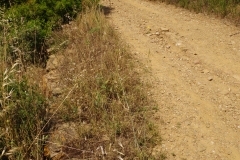 Possible remnants of the Nora-Bithia Roman road near Chia.