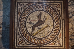 Mosaic of a dog, displayed in the Musée Archéologique Saint-Pierre.